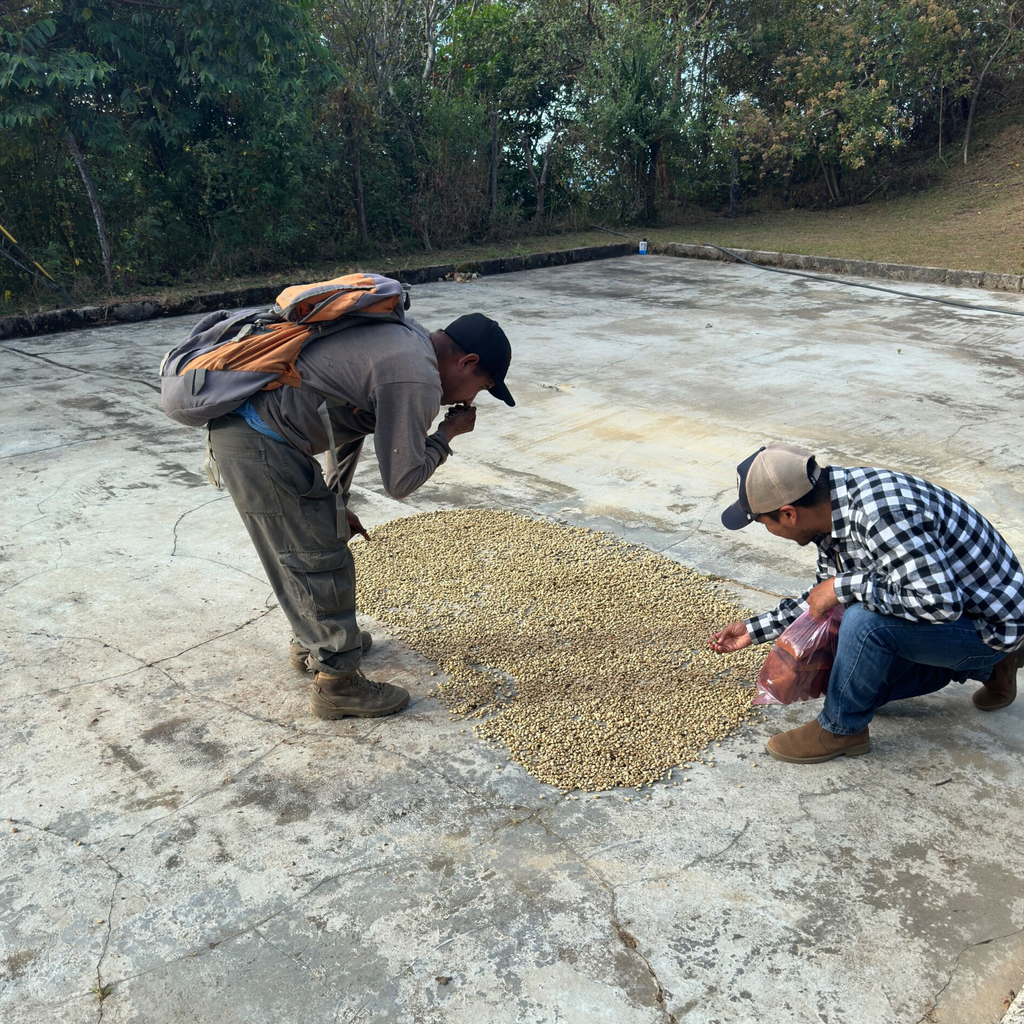 The Daily Grind Espresso