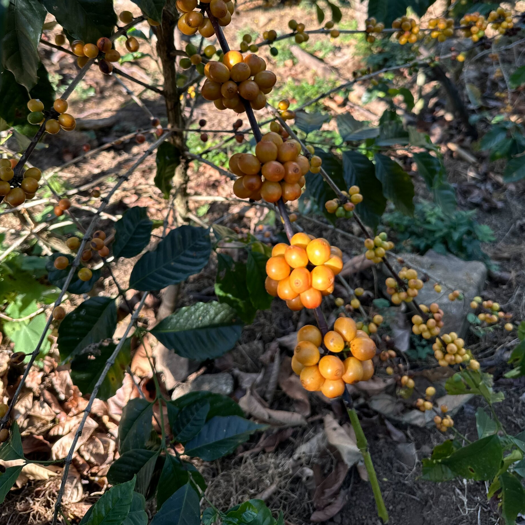 The Daily Grind Espresso